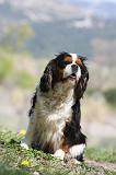 CAVALIER KING CHARLES 626